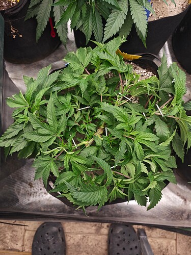 Growreport Bild 15