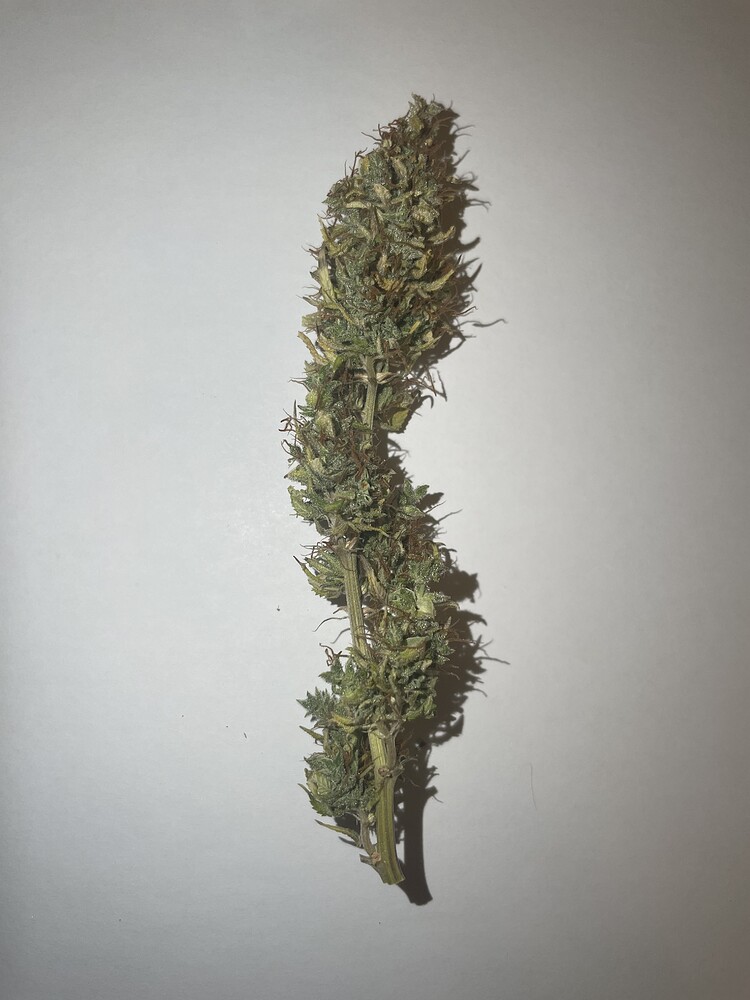 [Abgeschlossen] Der 1. Grow - 3x White Widow