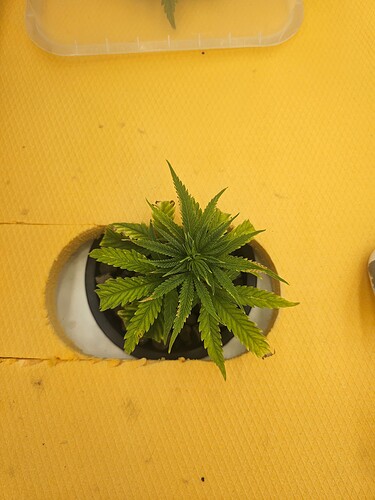Growreport Bild 65