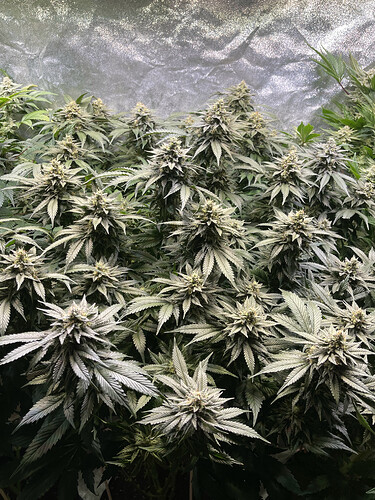 Growreport Bild 15