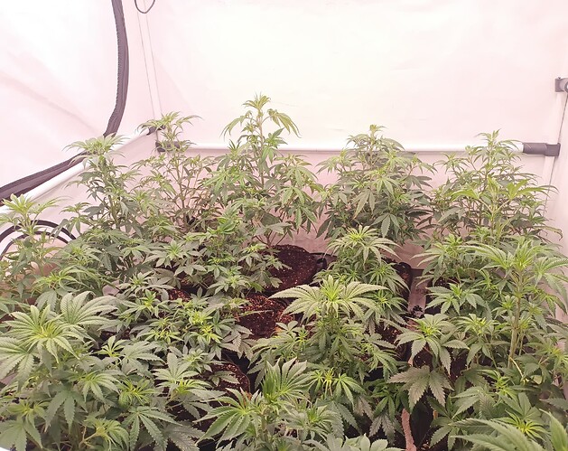 Growreport Bild 1