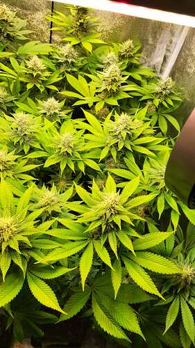 Draufsicht auf mehrere blühende Cannabispflanzen in einem Growzelt mit gut entwickelten Buds.