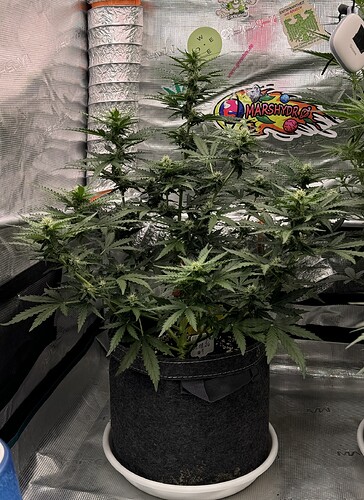 Growreport Bild 28