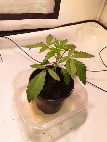 Growreport Bild 3