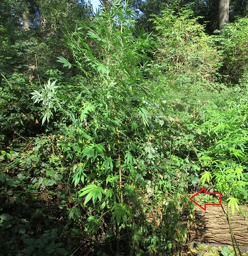 Indicas September1