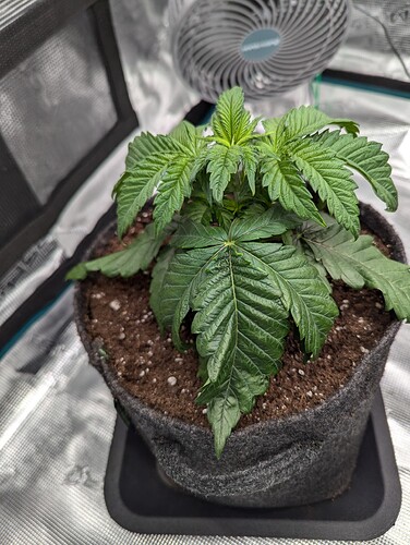 PXL_20241114_182412045