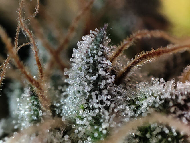 Growreport Bild 56