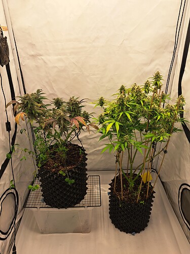Growreport Bild 19