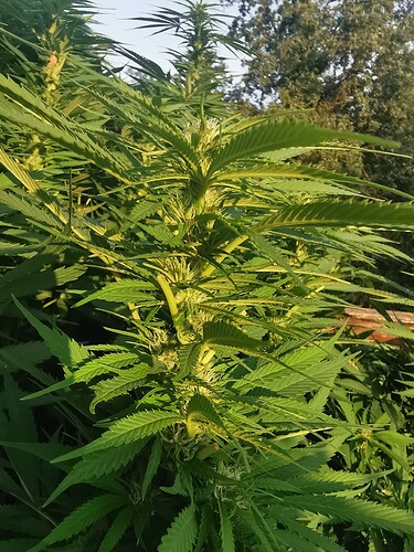 Growreport Bild 5