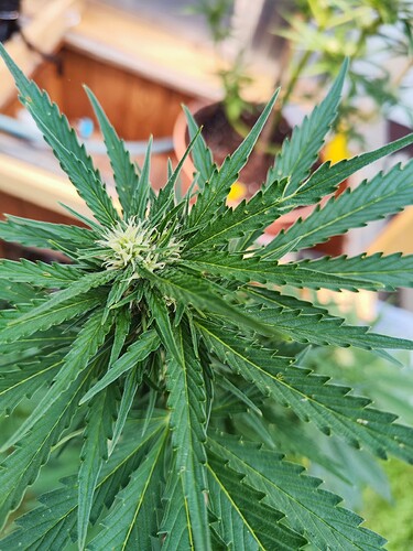 Growreport Bild 2