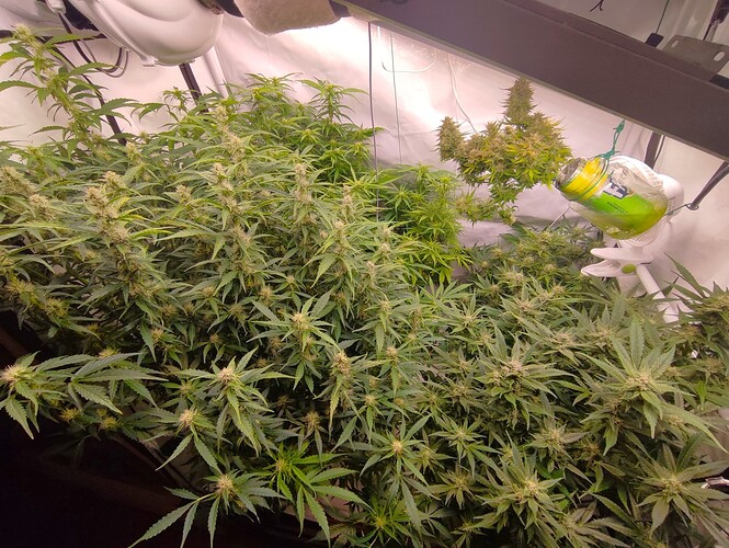 Growreport Bild 12