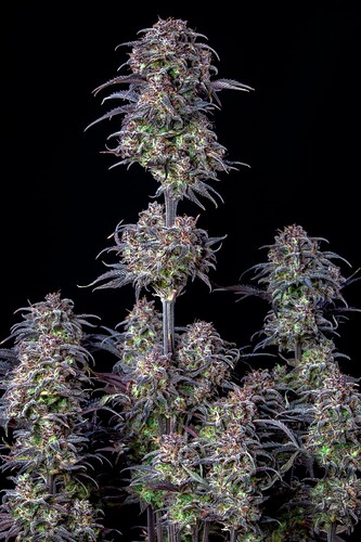 Growreport Bild 42