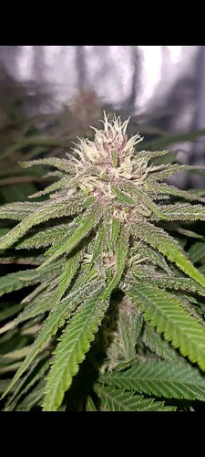 Growreport Bild 6