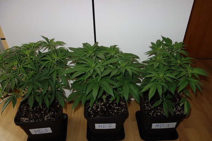 Growreport Bild 7