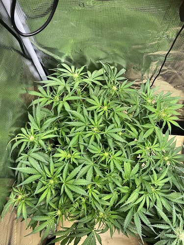 Growreport Bild 12
