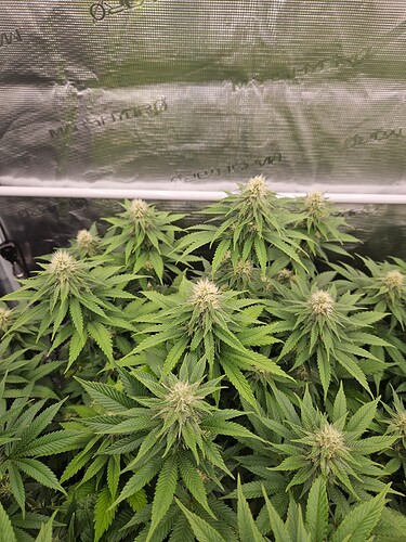 Growreport Bild 9