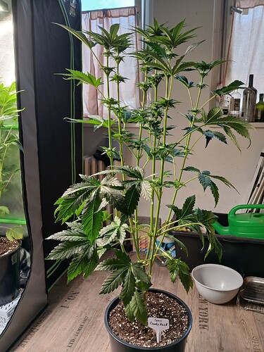 Growreport Bild 3