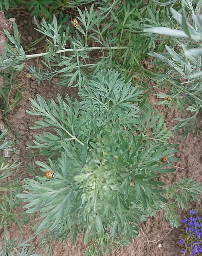 Growreport Bild 100