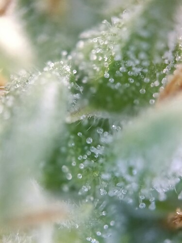 Growreport Bild 28