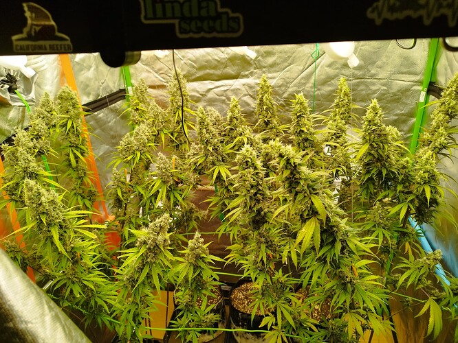 Mehrere blühende Cannabispflanzen mit dichten Blütenständen in einem Zelt.