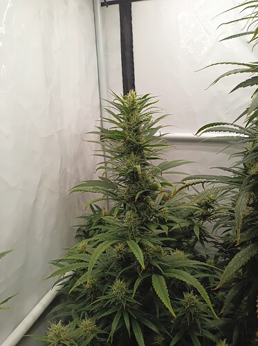 Growreport Bild 9