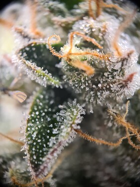 Growreport Bild 6