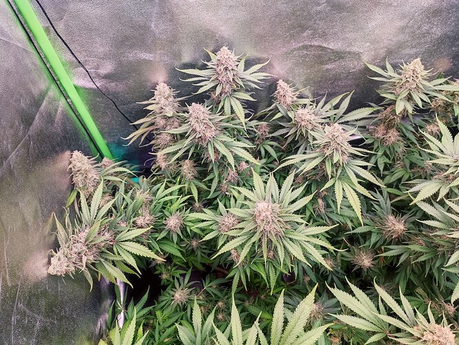 Growreport Bild 8