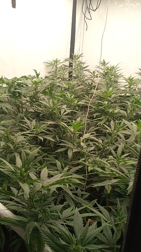Growreport Bild 5