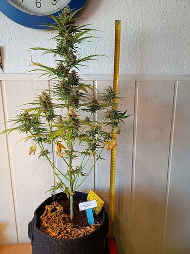 Growreport Bild 20