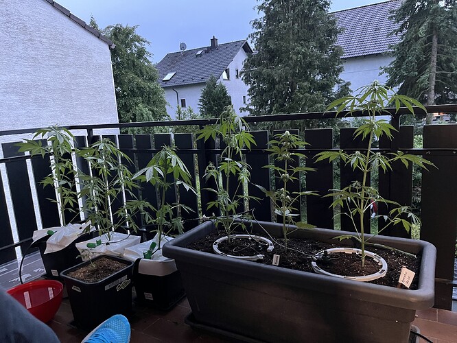 Growreport Bild 1