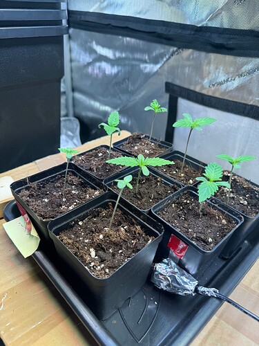Growreport Bild 5