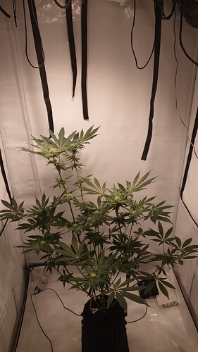 Growreport Bild 1