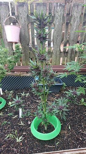 Growreport Bild 26