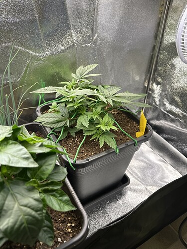 Growreport Bild 23