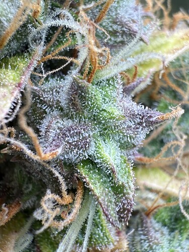 Growreport Bild 38
