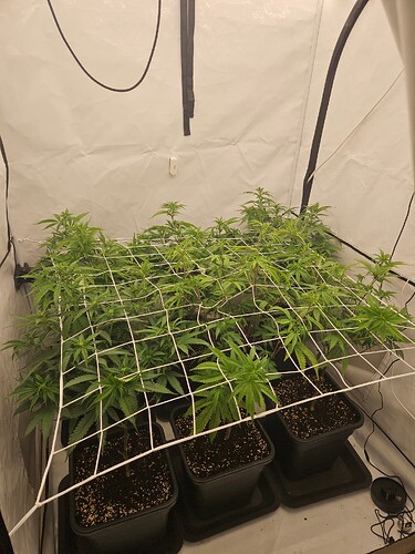 Growreport Bild 2