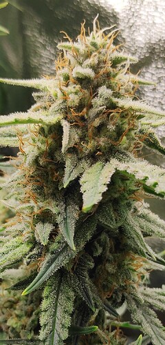 Screenshot_2024-05-14-20-52-47-645_com.miui.gallery