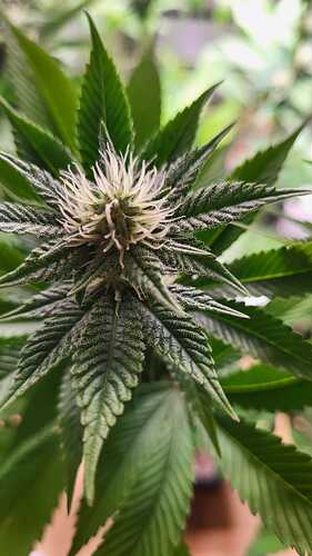 Nahaufnahme eines Cannabis-Buds in der frühen Blütephase mit sichtbaren Trichomen auf den Zuckerblättern.