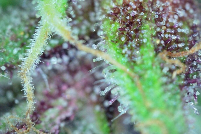 Grow25_1006_Trichome_DP_4