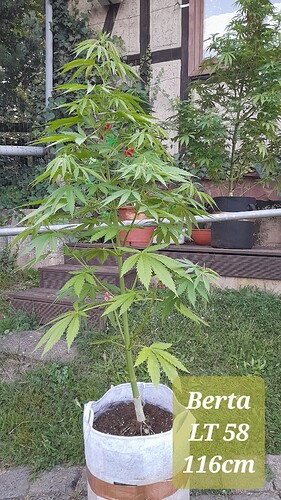 Growreport Bild 1