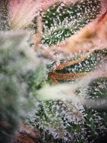 IMG_20250306_203923 - Kopie