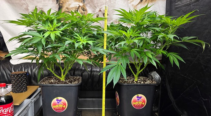 Growreport Bild 13