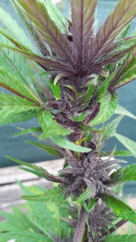 Growreport Bild 13