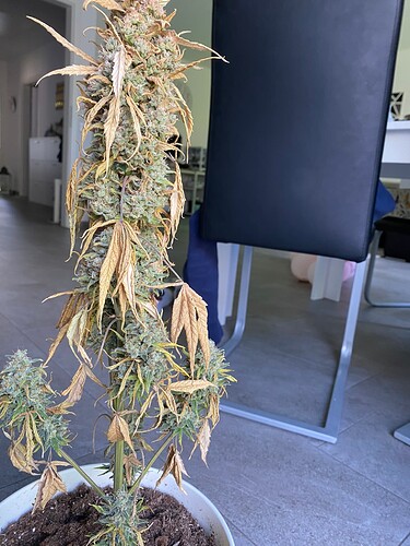 Growreport Bild 3