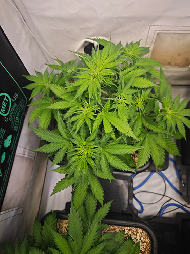 Growreport Bild 5