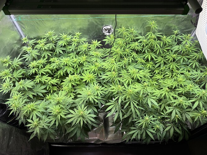 Growreport Bild 56