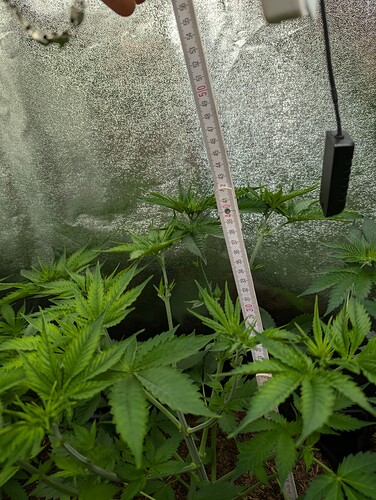 Growreport Bild 15