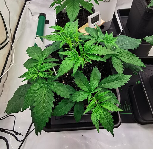 Growreport Bild 15