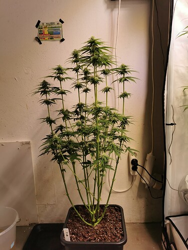 Growreport Bild 8