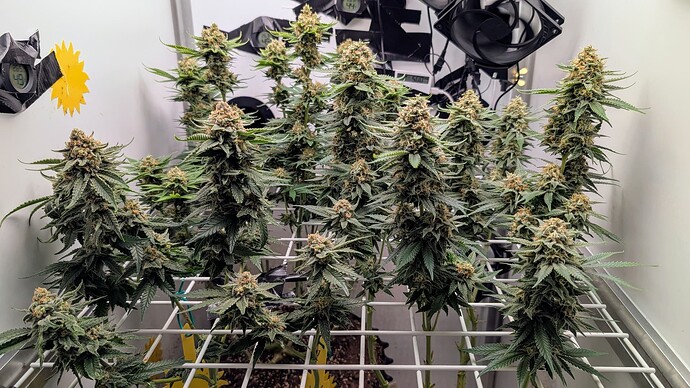 Growreport Bild 22